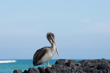 Brown pelican on lava rocks looking out to sea galapagos