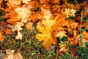 Background fallen maple autumn leaves on the grass