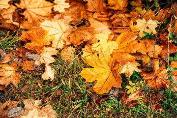 Background fallen maple autumn leaves on the grass