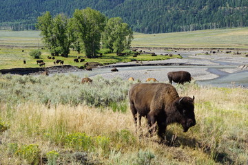 Buffalo on the Range