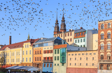 Fototapeta premium Opole - pigeons on the Mlynowka canal ( Odra branch) and Venice Opole