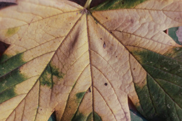 Obraz premium yellow grape leaf close up