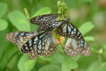 Tagfalter-Blaue Tiger 