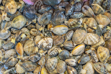 Fresh sea bivalves or clams are caught from the sea for sale in the market to be cooked for delicious food in personal home or restaurant. 