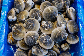 Fresh sea bivalves or clams are caught from the sea for sale in the market to be cooked for delicious food in personal home or restaurant. 