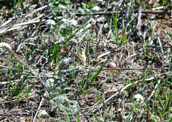 Greece, Butterfly