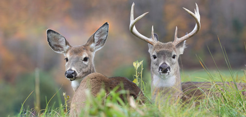 two deer resting in grass during autumn