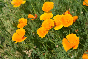 Golden poppy flower