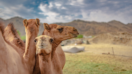 Camels In The Desert