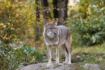 coyote in nature during fall - obrazy, fototapety, plakaty