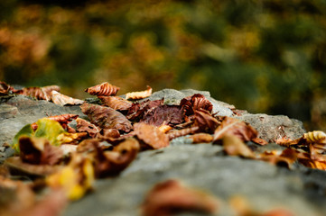 Leaves on stone