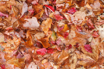 colorful wet autumn leafs as background