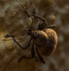 Macro of brown bug vine weevil