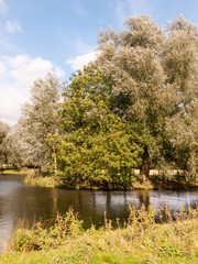 crane fly summer day close up macro on wood bark outside nature autumn