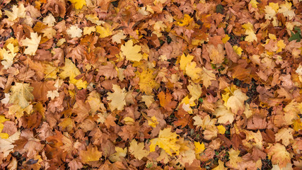 Abstract background of Red and Orange Autumn Leaves in South Park, Sofia, Bulgaria
