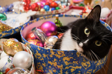 Black and white cat is lying in round box with Christmas decorations and looking at camera.