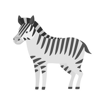 African black and white zebra animal isolated.