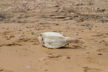 Fototapeta na wymiar Dead fugu fish on the sand