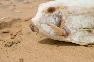 Dead fugu fish on the sand