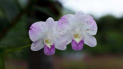 pink orchid