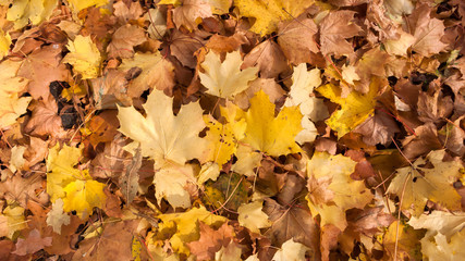 Abstract background of Red and Orange Autumn Leaves in South Park, Sofia, Bulgaria
