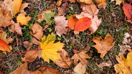 Abstract background of Red and Orange Autumn Leaves in South Park, Sofia, Bulgaria
