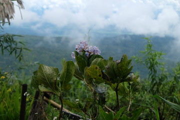 flowers on background of blue sky