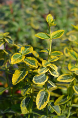 Spindle Emerald n Gold