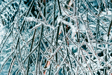Branches of trees after the icy rain on a winter night. Background, texture