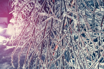 Branches of trees after the icy rain on a winter night. Background, texture