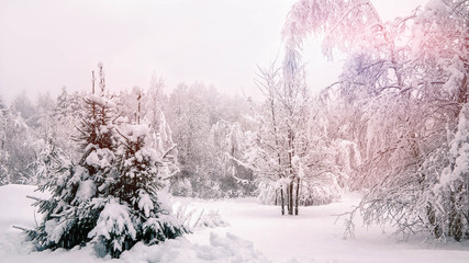 Fototapeta premium Winter landscape. Snow-covered forest in the early morning after a heavy snow