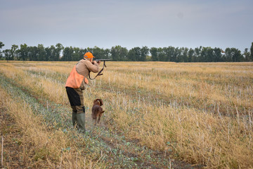 Red irish setter dog in field. Point a bird throw hunting.