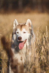 Profile Portrait of happy beige dog breed siberian husky with tonque hanging out sitting in the rye field