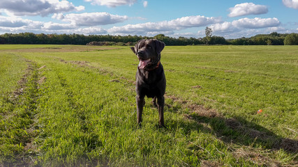 Charcoal Labrador
