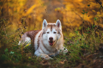 Portrait of gorgeous and prideful siberian Husky dog lying in the bright fall forest at sunset