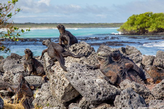 Iguanes Marins &icirc;les archipel Galapagos Equateur