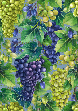 Watercolor pattern of white and blue grapes bunches