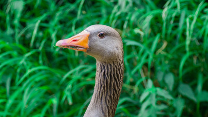 Close up Portrait of Greylag (Graylay) Anser Anser Goose, showing brown feathers and yellow, orange bill and beak