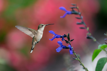 Color in the Garden