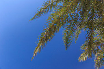 A branch of a palm tree against the blue sky