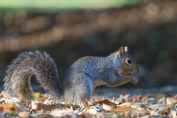 Scoiattolo grigio americano nel bosco (Sciurus carolinensis)