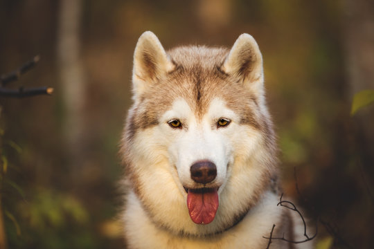 Close-up Portrait of lovely and happy Siberian Husky dog sitting in the bright enchanting fall forest