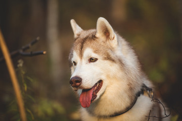 Profile Portrait of young and beautiful and happy Siberian Husky dog standing in the bright enchanting fall forest