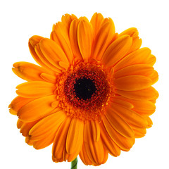 Orange gerbera on white background