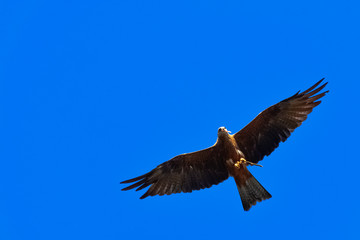 Flying black kite (Milvus migrans) 