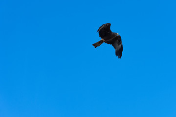 Flying black kite (Milvus migrans) 