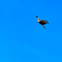 Flying black kite (Milvus migrans) 