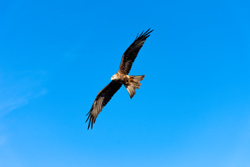 Flying black kite (Milvus migrans) 