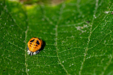 Ladybird pupa larva resting on the leaf of a kiwi tree