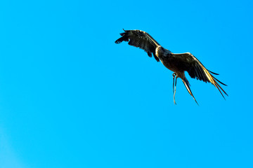 Flying black kite (Milvus migrans) 